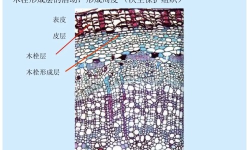 款冬花功效作用及禁忌-专业款冬花的功效与作用禁忌平台-款冬花的作用与功能主治